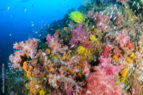 Beautiful, colorful soft corals on a tropical reef in the Mergui Archipelago, Myanmar