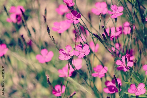 Maiden Pink or Heidenelke or Dianthus deltoides. Lots of Maiden Pink blooming buds on a sunny meadow on a summer day. Many pink wildflowers in a summer meadow. Floral pink green sunny wallpaper.