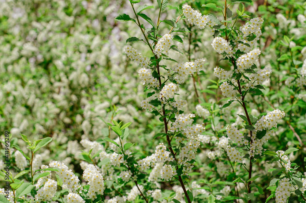 Blooming branch of bird cherry in the spring garden. White flowers on a background of green leaves, natural background, spring blooming concept. Muted green tint.