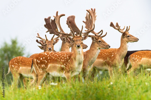 Photography Group of male fallow deer, dama dama, standing on a horizon with sky in background