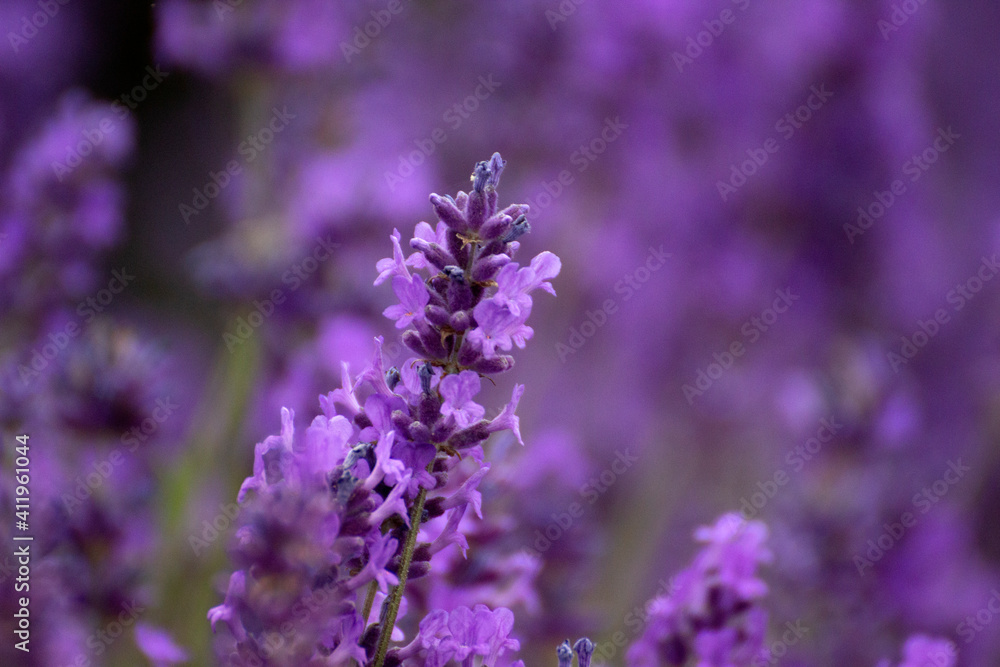 Fototapeta premium Lavender