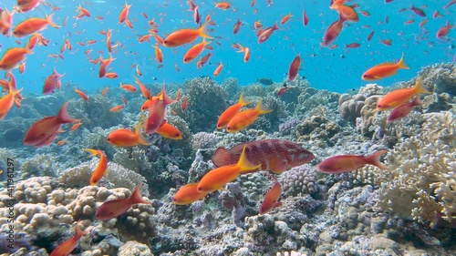Scene of a beautiful coral reef with lots of orange fishes (Pseudanthias squamipinnis) moving in the foreground.