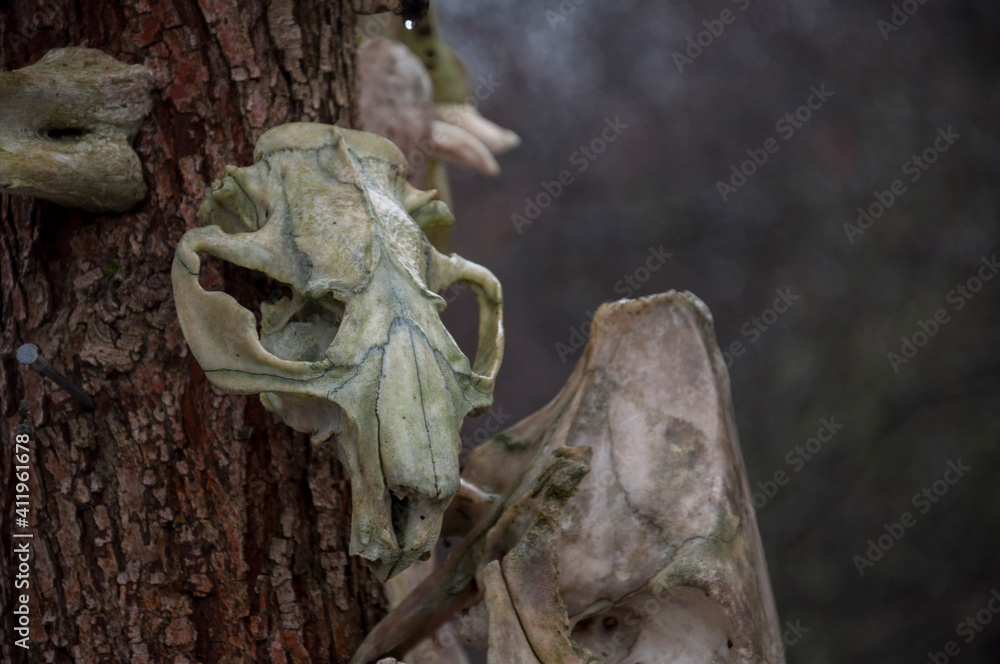 Bone totem in the middle of the forest Bone totem in the middle of the forest