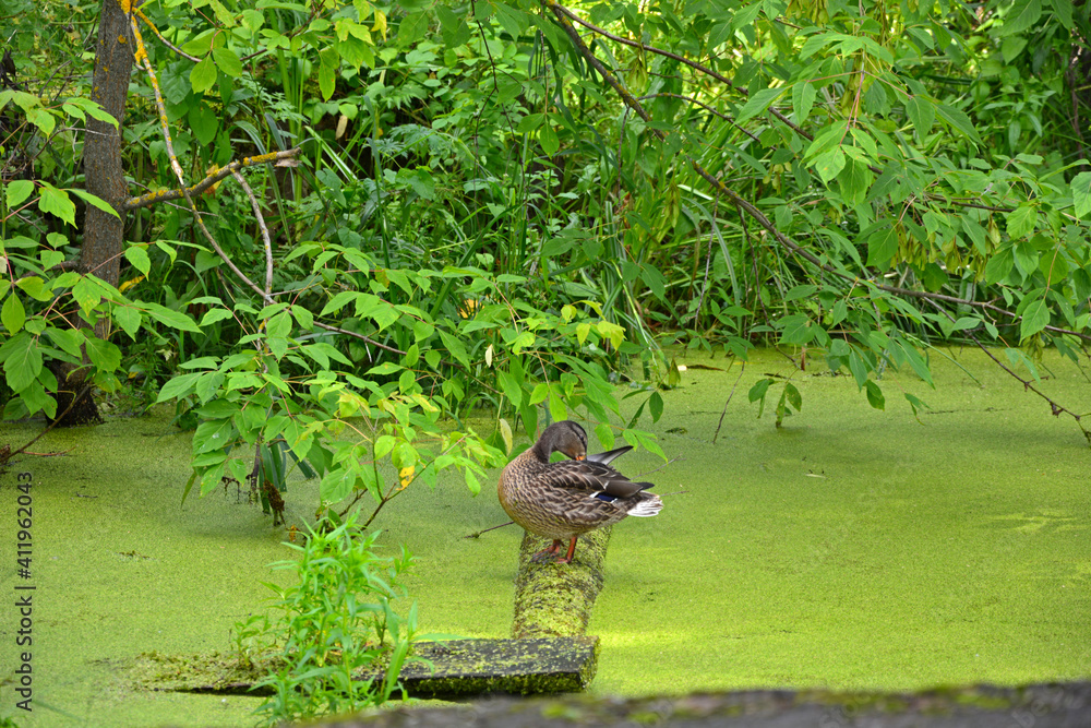 Obraz premium The duck sleeps on a log in an overgrown old pond. Waterfowl in nature. A pond covered with duckweed and greenery on a sunny day. Domestic duck close-up.