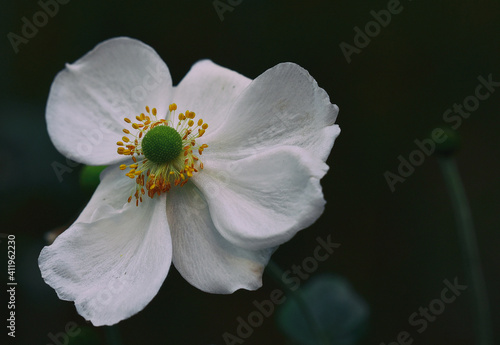 Alone beautiful white lily flower on dark backgorund