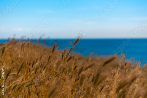 grass on the beach