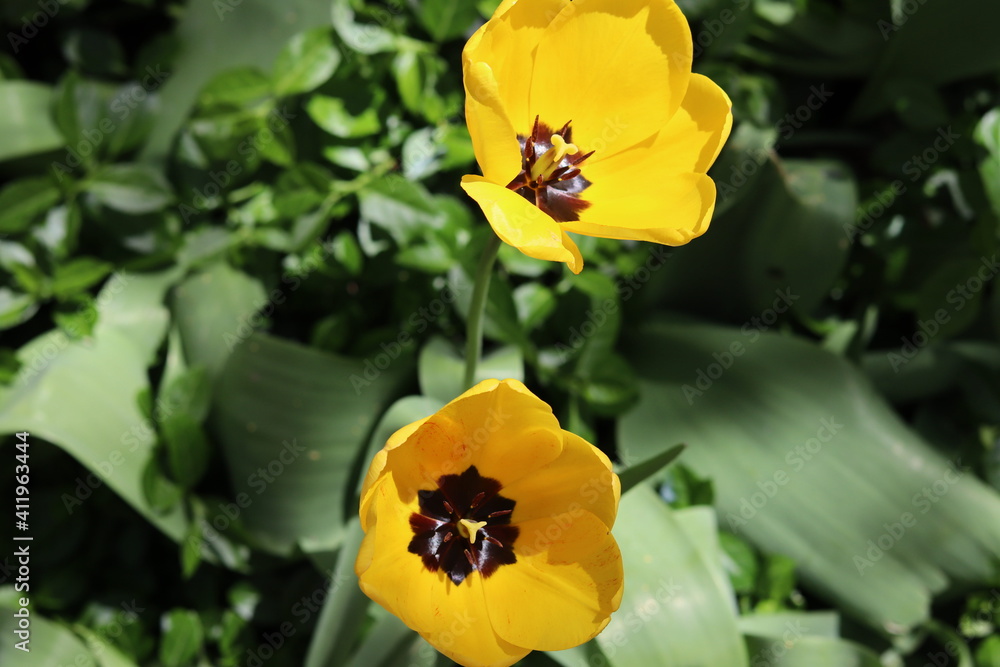 Naklejka premium yellow tulip flower