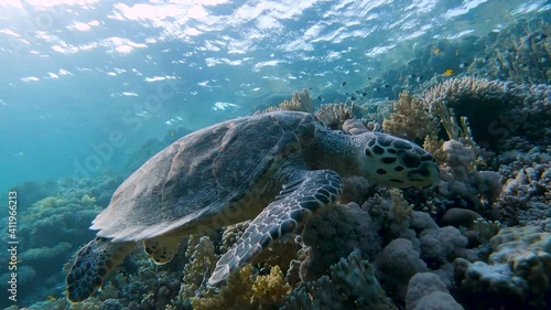 Hawksbill sea turtle swimming slowly close to a beautiful coral reef