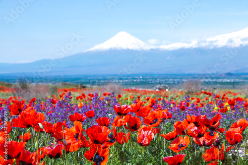 Mount Ararat (Turkey) at 5,137 m viewed from Yerevan, Armenia. This snow-capped dormant compound volcano consists of two major volcanic cones described in the Bible as the resting place of Noah's Ark.