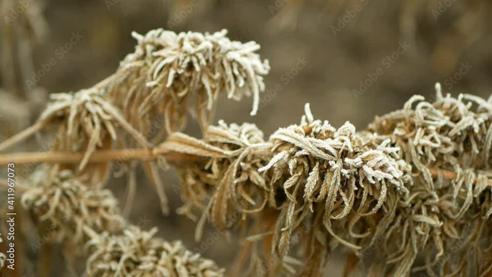 Medicinal cannabis hemp winter snow frost harvested dried crate seeds quality for the production of ointments and creams developed by scientists, science modern trend, seeds big bud pistils, stigmas Medicinal cannabis hemp winter snow frost harvested dried crate seeds quality for the production of ointments and creams developed by scientists, science modern trend, seeds big bud pistils, stigmas