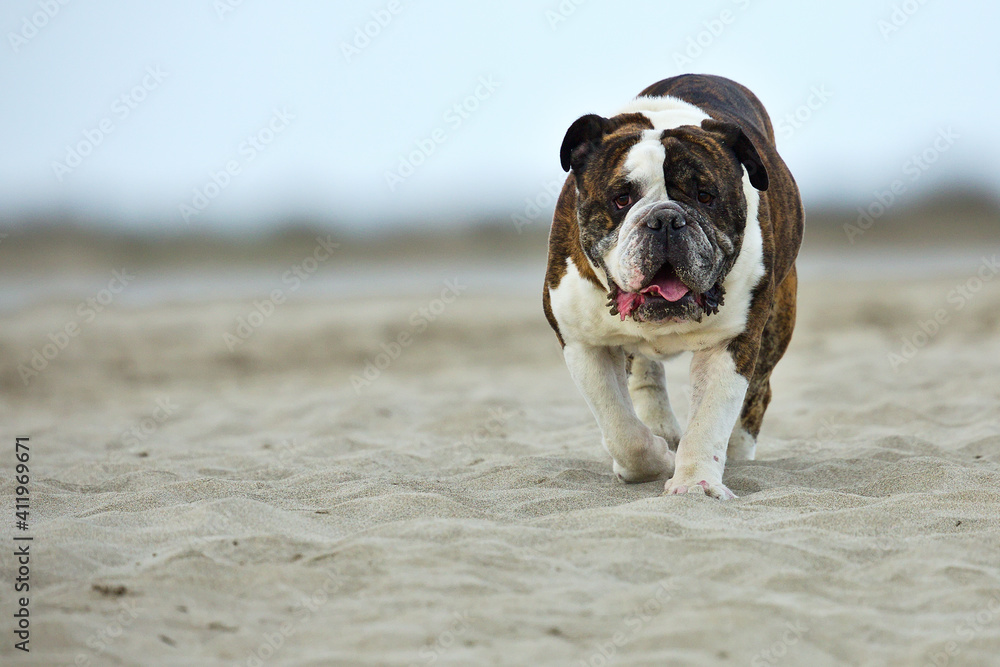 .English bulldog with tongue walks on a sandy beach. Pet concept