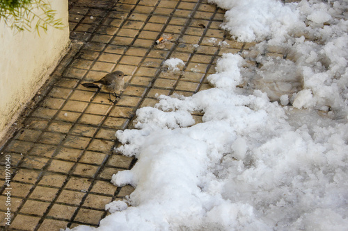 Female  black redstart (Phoenicurus ochruros) is a small passerine bird in the redstart genus Phoenicurus. Photo taken in Castellaneta, Apulia, Southern Italy, after snow photo