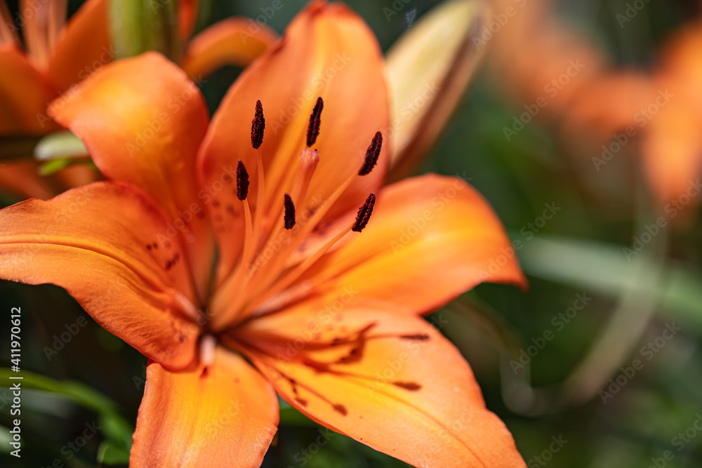 orange tiger lily