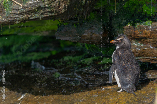 The Rockhopper Penguin (Eudyptes chrysocome)