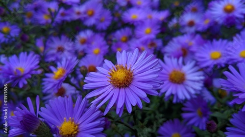 flowers on a meadow