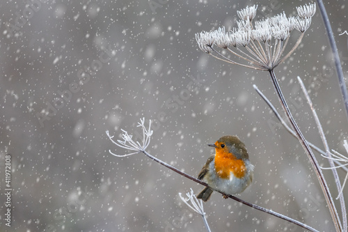 Фотография Close up of Robin perched on frozen plant with snow falling