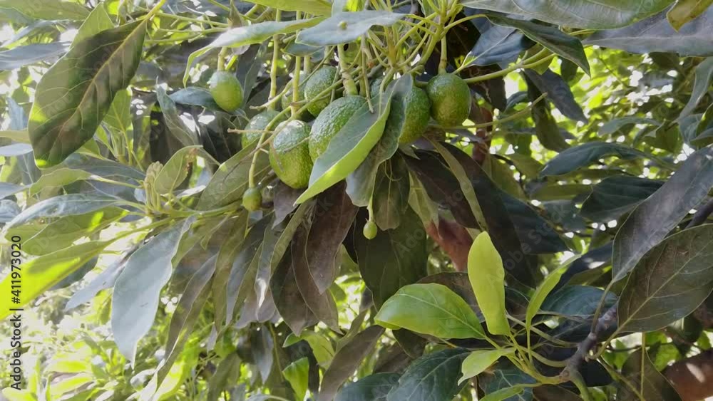 Rama de aguacates naturales colgando en un árbol aguacate a la luz del fondo Rama de aguacates naturales colgando en un árbol aguacate a la luz del fondo