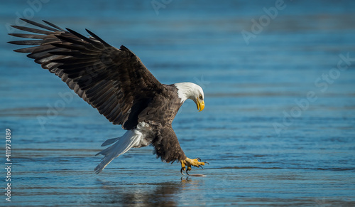 Foto A bald eagle fishing