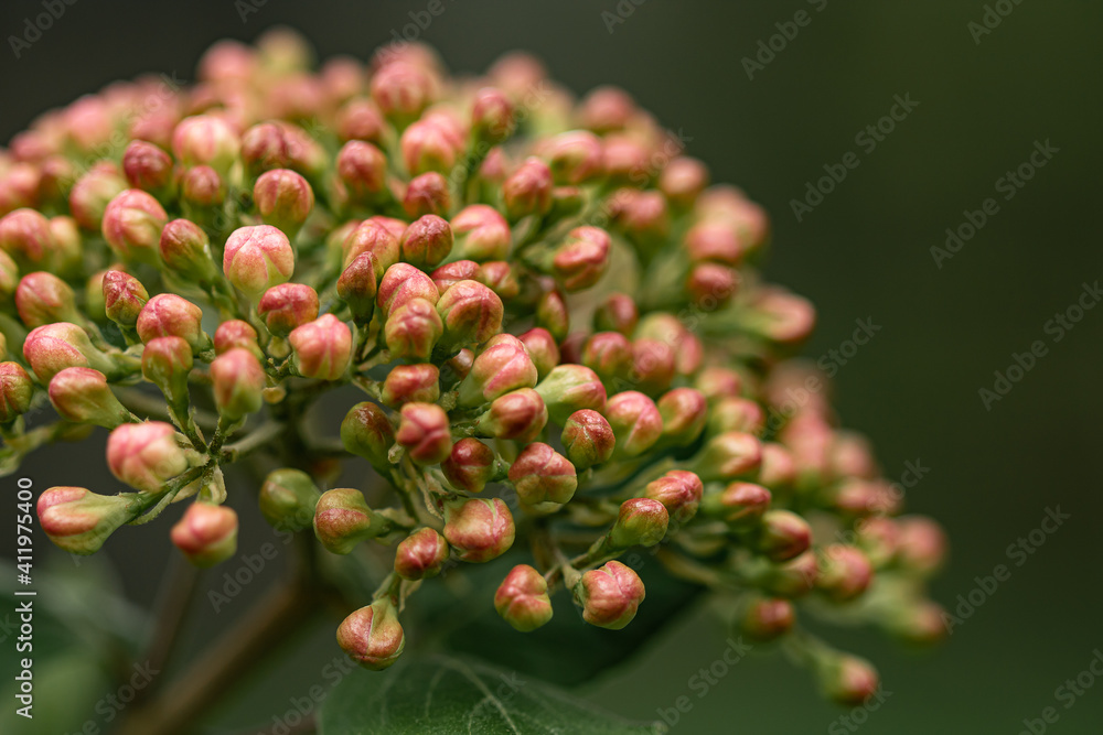 Pink and white dicot buds getting ready to bloom in spring Pink and white dicot buds getting ready to bloom in spring