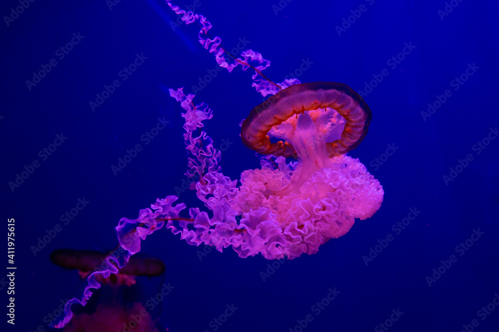 Obraz premium pink purple jellyfish on blue background