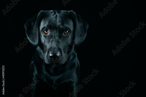 Black Labrador Portrait on black background
