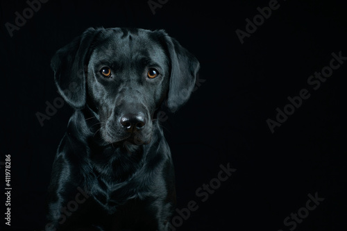 Black Labrador Portrait on black background