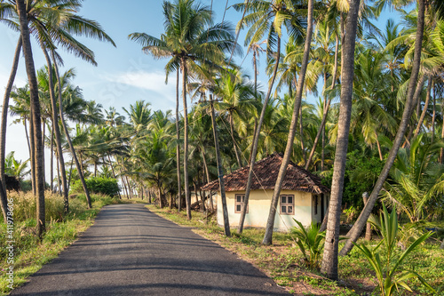 Rural landscape with village house and palm trees plantation in Kerala, India
