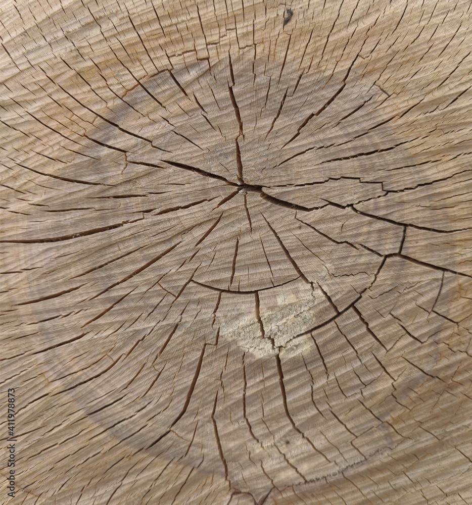 Fototapeta premium cross section of tree trunk