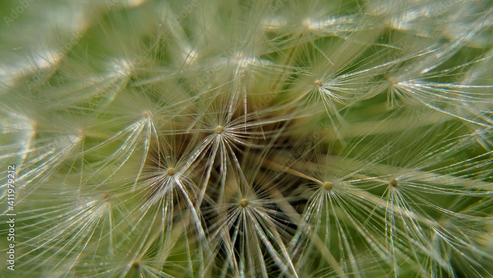 close up of dandelion seeds close up of dandelion seeds