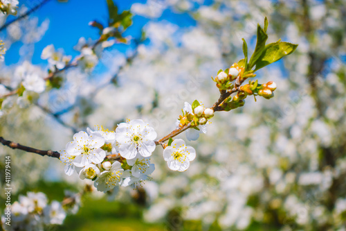 Blossoming cherry tree branch with white flowers on background in sunny day. © Leonid Tit