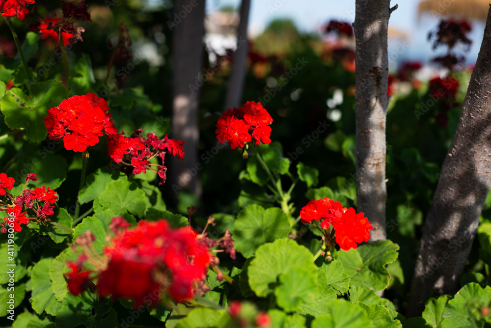 Planta con flor de geranio de color rojo con hojas verdes en Andalucía