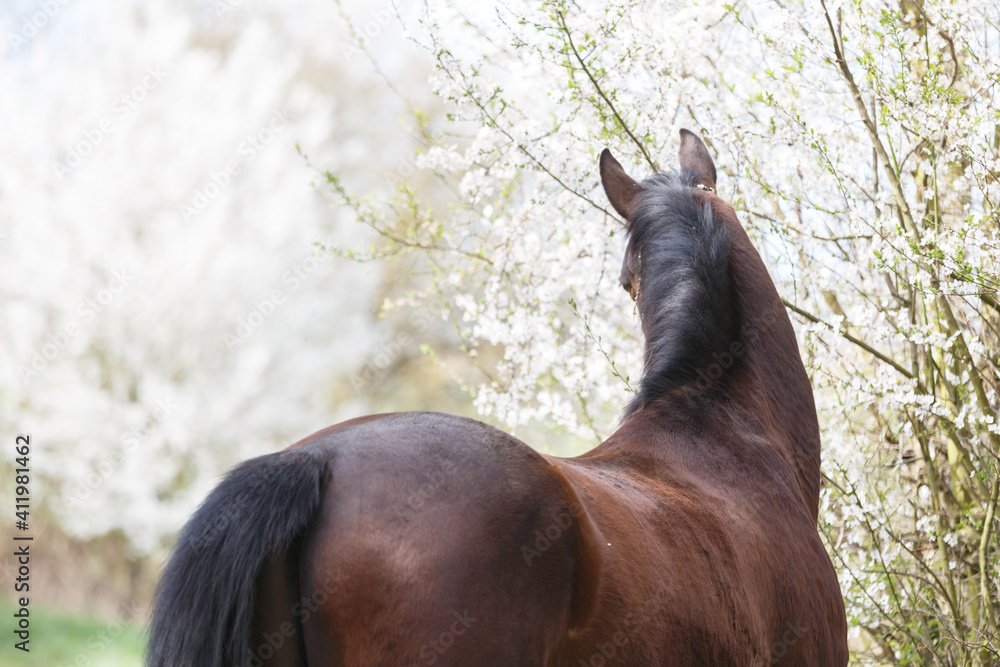 Naklejka premium Pferd in Kirschblüten