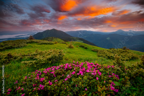 Summer scene with flowering hills illuminated by the sunset.