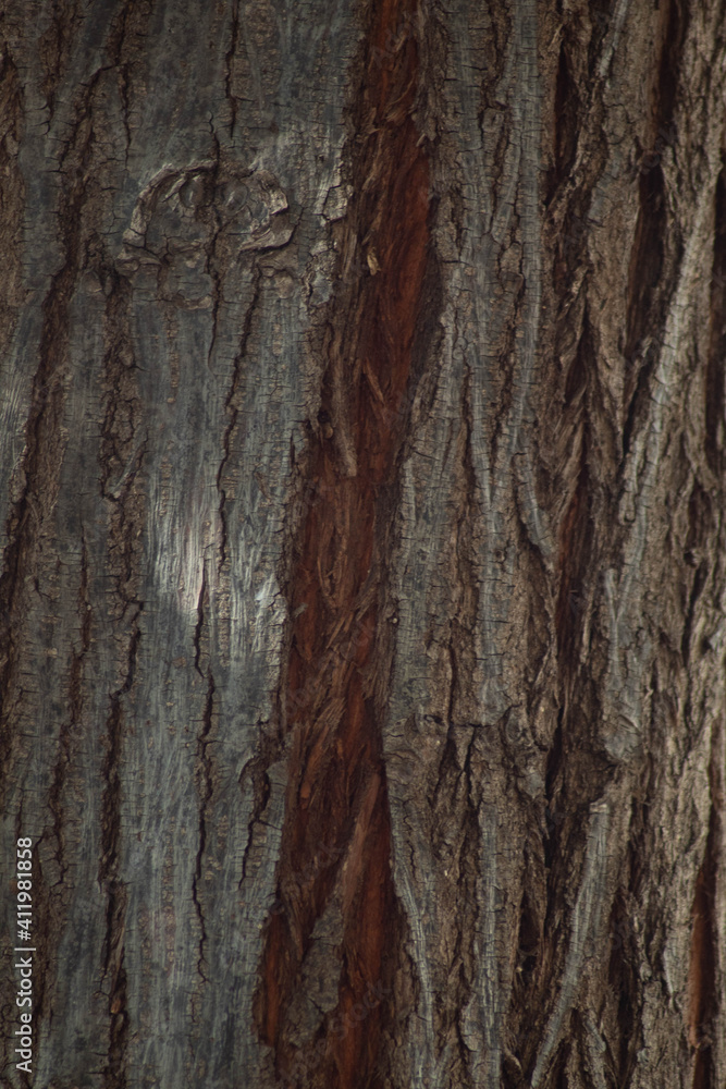 Obraz premium Corteza