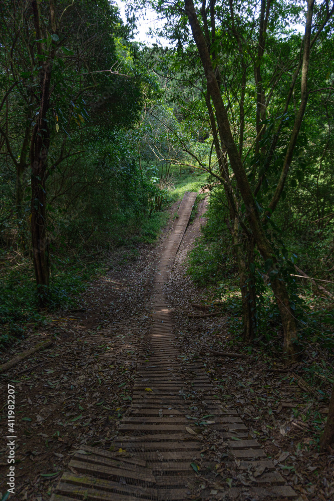 Fototapeta premium Caminata por el Bosque