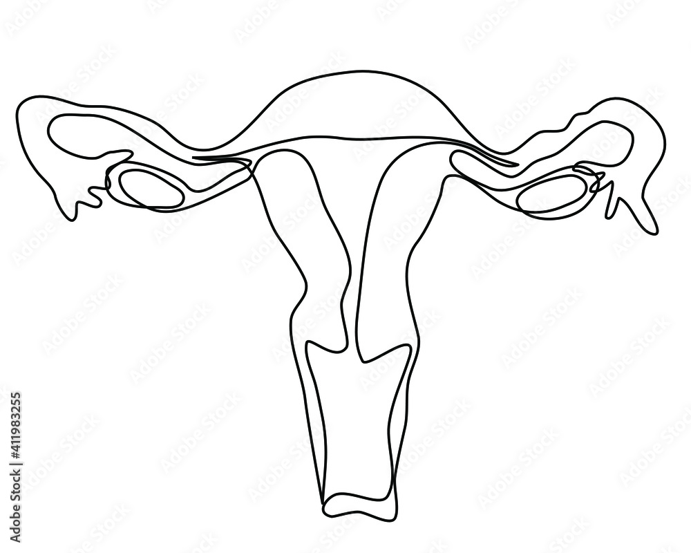 Женская половая система животных. Макет женской репродуктивной системы. Репродуктивная система женщины. Женская репродуктивная система рисунок. Рисунок матки женщины.