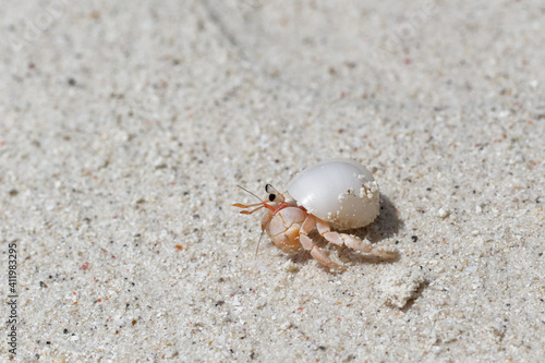 Walk of the hermit crab in the stolen white shell