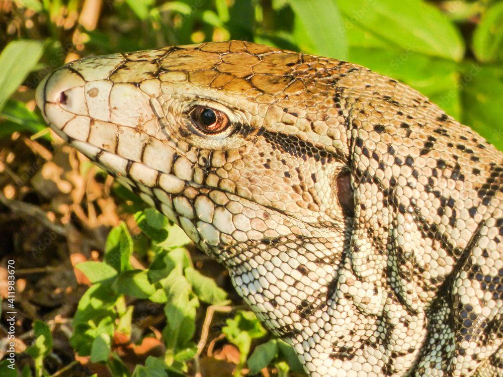 Close up of an Argentine black and white tegu (Salvator merianae) Close up of an Argentine black and white tegu (Salvator merianae)