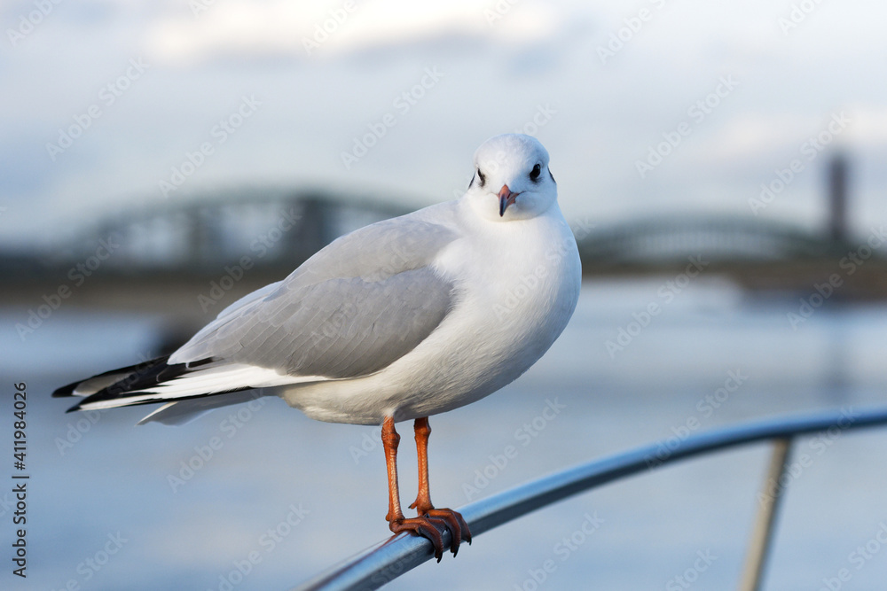 Obraz premium a seagull perches on a railing in front of a blurry rhine bridge in the background in cologne