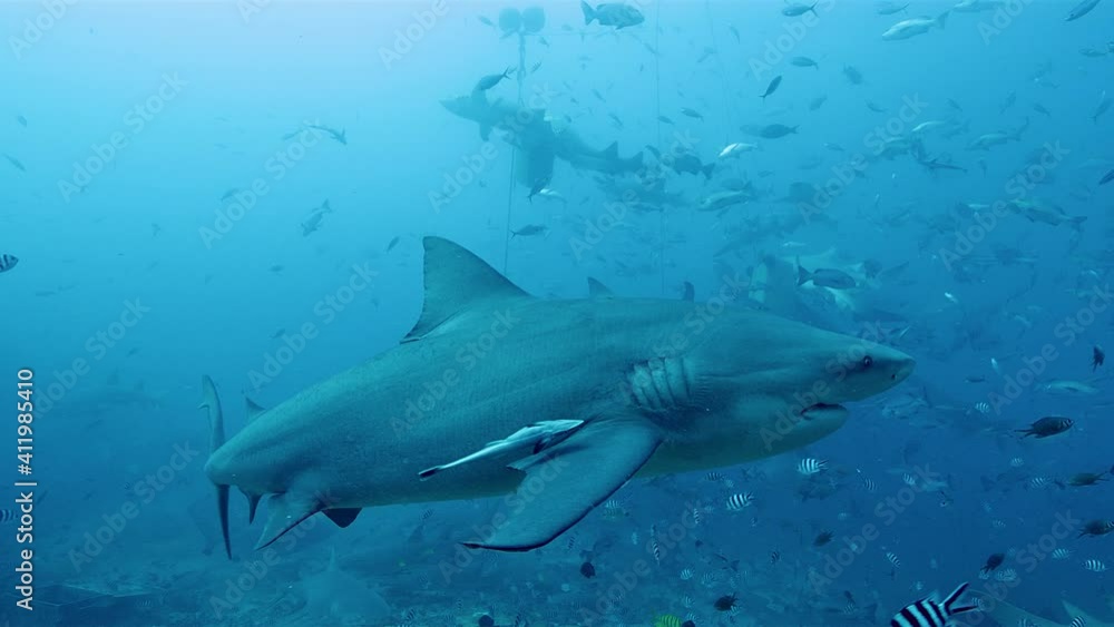 Feeding time for sharks and tropical fish in waters of Beqa Island Feeding time for sharks and tropical fish in waters of Beqa Island