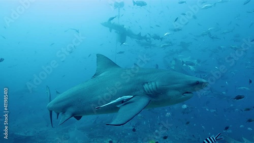 Feeding time for sharks and tropical fish in waters of Beqa Island photo