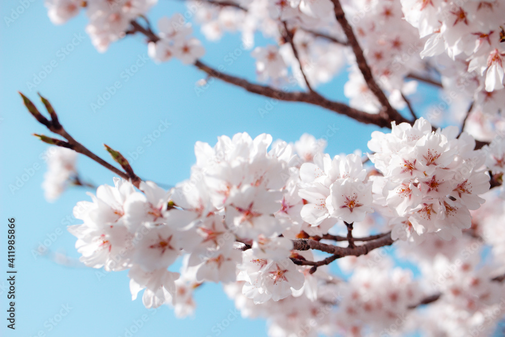 Obraz premium Beautiful cherry blossoms. sakura flowers in korea. travel spring time. 