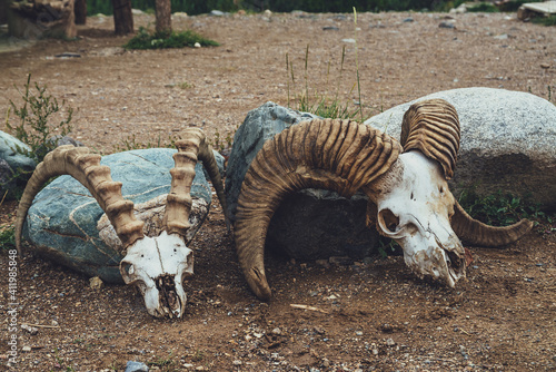 Still life with two cow skulls with big horns close up. Background with cows skulls in vintage style. Close-up of animals skeletons in desert. Collection of animal bones. Decoration with two skulls.