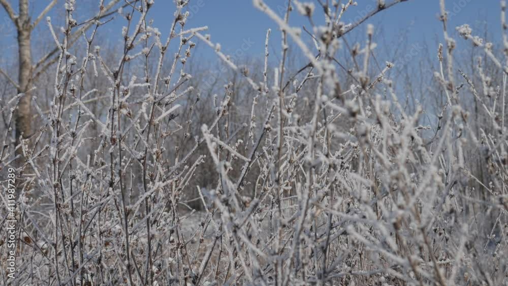 Hoarfrost covered the plants on the meadow. Hoarfrost covered the plants on the meadow.