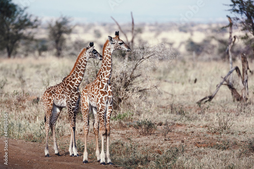 Fototapeta Naklejka Na Ścianę i Meble -  Animals in the wild - pair of baby giraffes in the Serengeti National Park, Tanzania