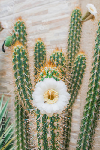 Flower of the xique xique cactus (Pilosocereus gounellei) - Piaui state, Northeast Brazil photo