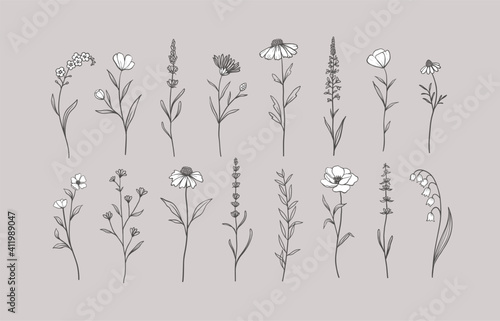 Set of Herbs and Wild Flowers. Hand drawn floral elements. Vector illustration