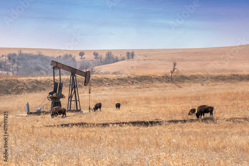 Bison around oil well in Oklahoma