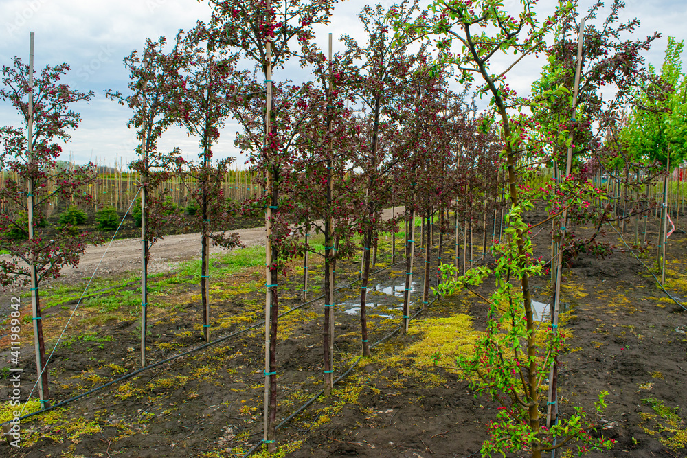 Plant nursery. Growing seedlings of coniferous, deciduous garden and ornamental trees Plant nursery. Growing seedlings of coniferous, deciduous garden and ornamental trees
