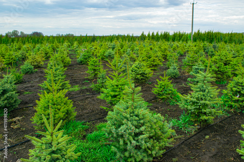 Plant nursery. Growing seedlings of coniferous trees. Landscape of young fir trees landed in rows.
